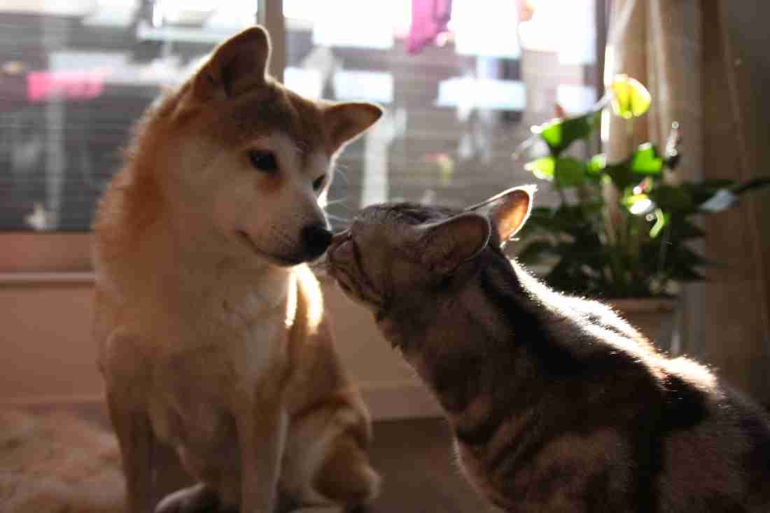 ちょっと意外な犬「猫」の仲?毎日同じ時間にお散歩デート!