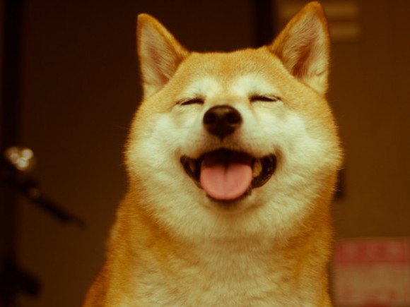 柴犬を隠し撮りした結果ｗ