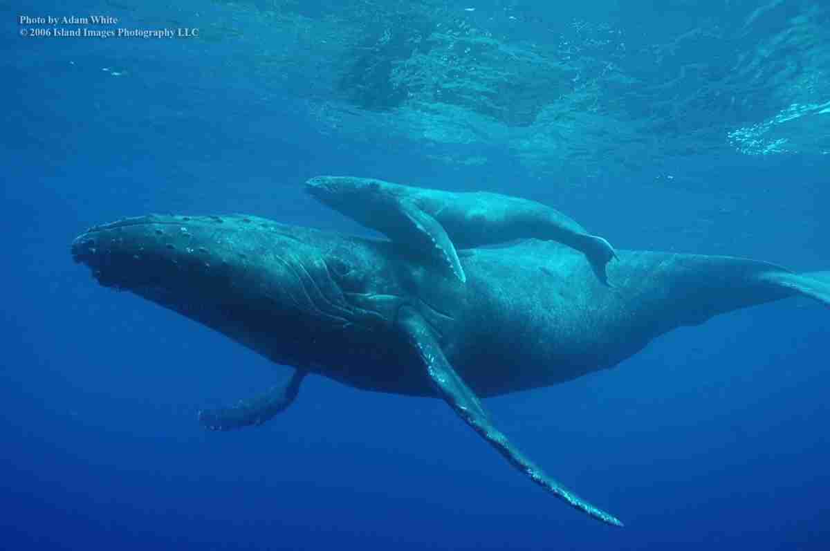 大きな生き物の画像を貼るトピ