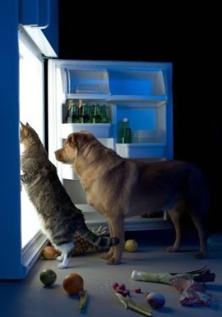 あなたは犬派?ねこ派?