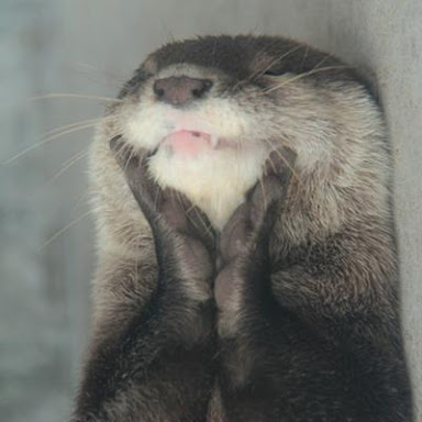 【画像】人間すぎる動物の画像を貼ろう！