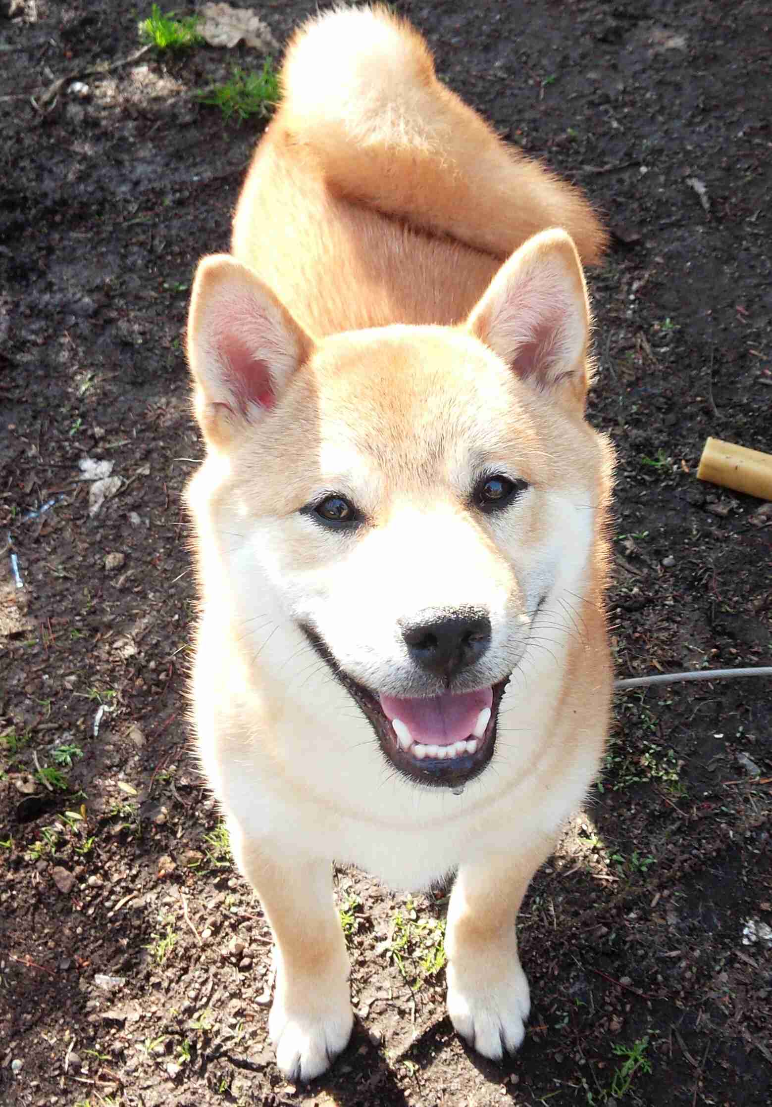 柴犬飼ってる人集まれ！