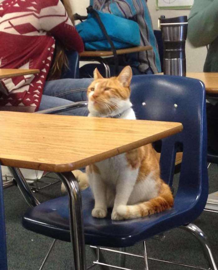 Pet of the day: Meet Bubba, the school cat with his own ID card