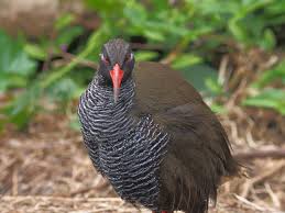 コテハンを有名人にして、ブレないコメントをするトピ