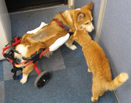 あなたは犬派?ねこ派?