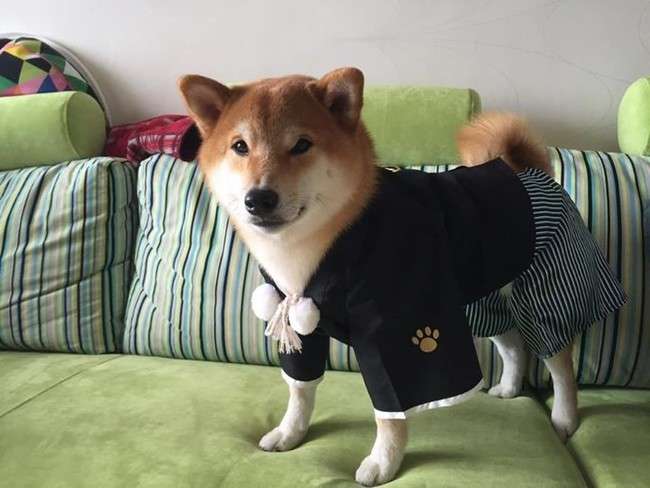 柴犬を隠し撮りした結果ｗ