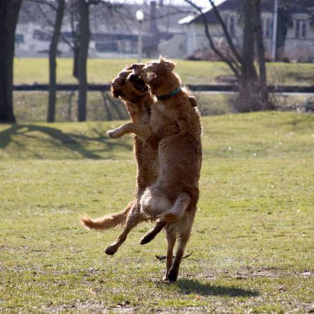 【画像】人間すぎる動物の画像を貼ろう！