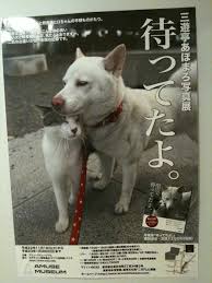 ちょっと意外な犬「猫」の仲?毎日同じ時間にお散歩デート!