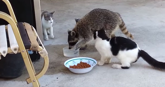 あなたは犬派?ねこ派?