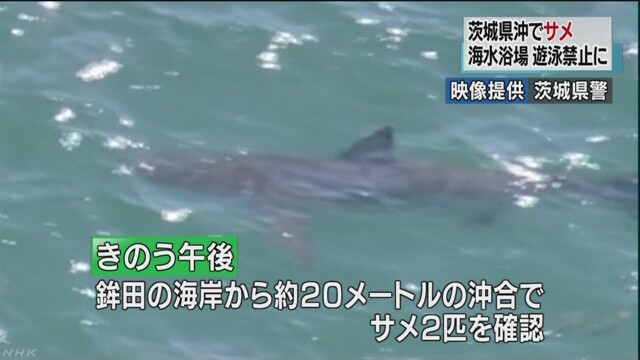 サメ確認 海水浴場の遊泳禁止継続 茨城　NHKニュース