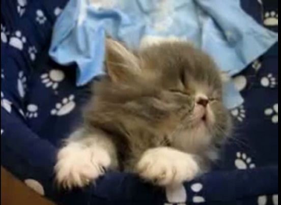 ペットにキュンとする時