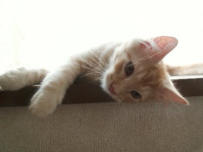 コテハンを有名人にして、ブレないコメントをするトピ