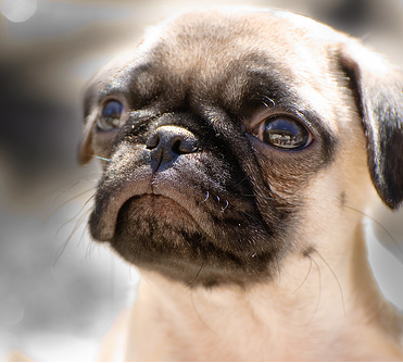 コテハンを有名人にして、ブレないコメントをするトピ