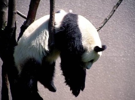 『◯◯だもの』というタイトルを付けて画像を貼るトピ