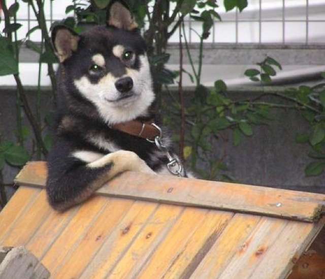 『◯◯だもの』というタイトルを付けて画像を貼るトピ