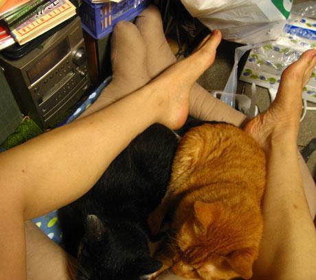 猫が膝から降りてくれない→猫のために作った足型ネコベッドが話題に