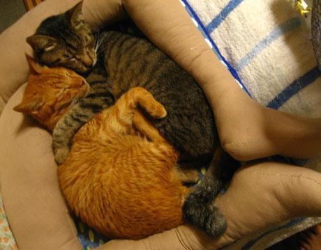 猫が膝から降りてくれない→猫のために作った足型ネコベッドが話題に