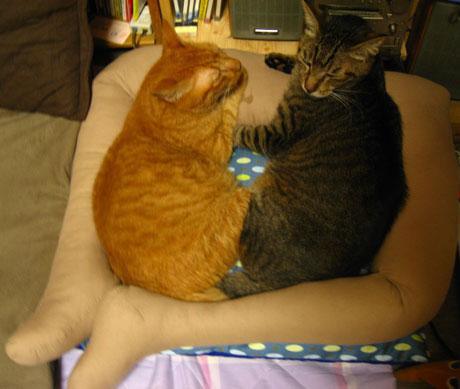 猫が膝から降りてくれない→猫のために作った足型ネコベッドが話題に