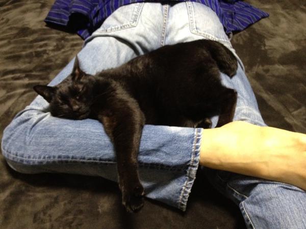 猫が膝から降りてくれない→猫のために作った足型ネコベッドが話題に