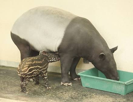 ガルちゃん動物園！