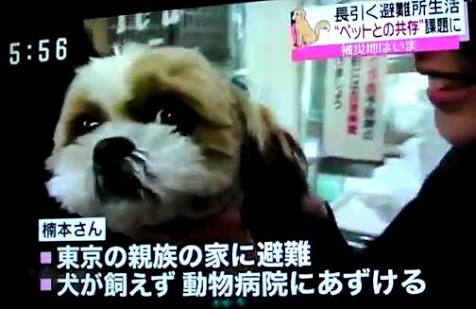ペットの防災対策