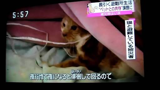 ペットの防災対策