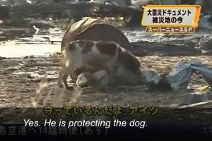 ペットの防災対策