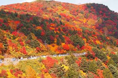 今年の紅葉どこに見に行きたいですか？
