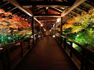 今年の紅葉どこに見に行きたいですか?