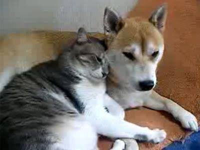 【画像】今の世の中に疲れたら立ち寄るトピ【レトロ】