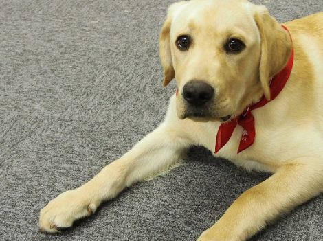 可愛い犬の画像下さい
