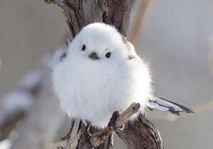 ガルちゃん動物園！