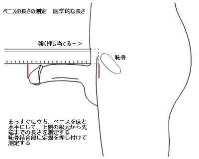 【下ネタ注意】女の子が男性のアソコをデッサンすると…下ネタすぎるCMが放送事故レベル
