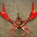 有吉弘行、ペットの死で仕事を休む人々に訴え「ザリガニでも同じこと言ってくれ」