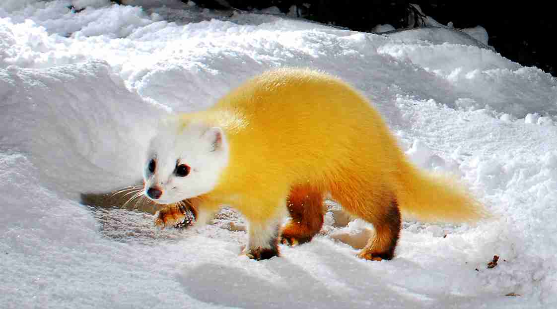 ガルちゃん動物園！