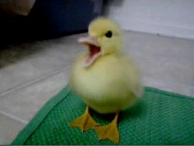 ガルちゃん動物園！