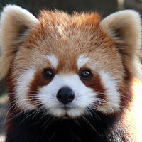 【画像】抱きしめたくなる！！可愛い動物まとめ。 - NAVER まとめ