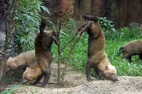 ガルちゃん動物園！