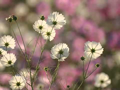 秋桜　山口百恵　コスモス - YouTube