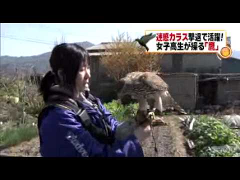 「迷惑カラス」の撃退に女子高校生の鷹匠が大活躍 - YouTube