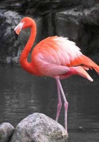 ガルちゃん動物園！