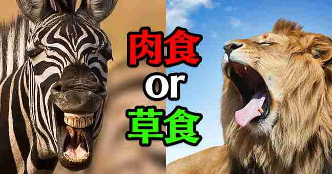 結局のところ、男は肉食系？草食系？