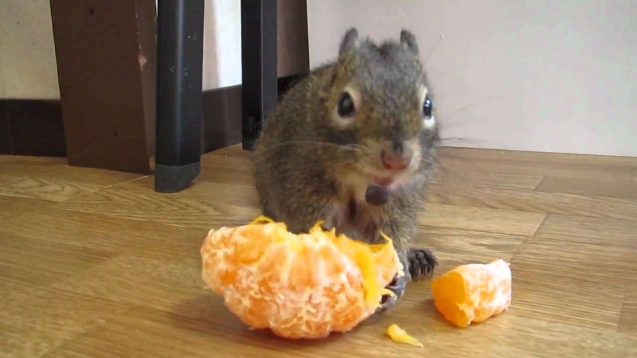 デコポンどうぞ！2 - Here's your Dekopon！2 - YouTube