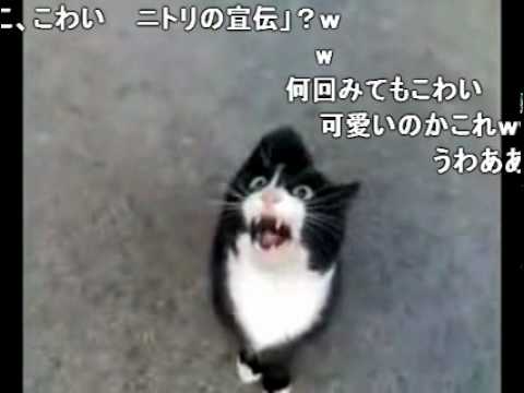 怒ってた猫が急に話しかけて来たけど、ネコ語だからわからない、コメ付 - YouTube