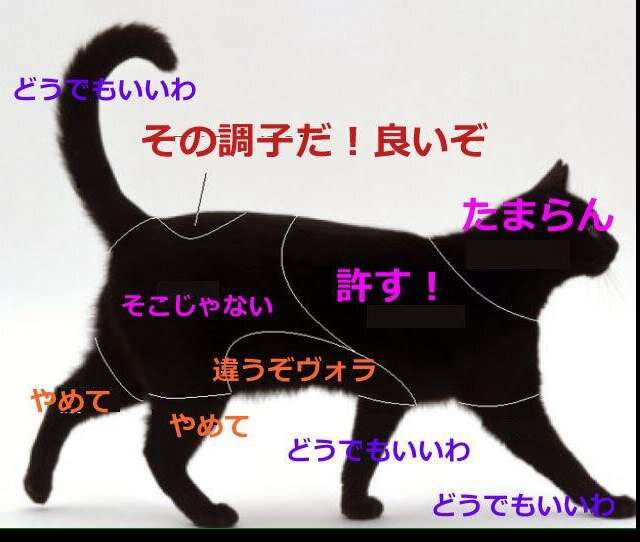 犬のいる生活あるある!!