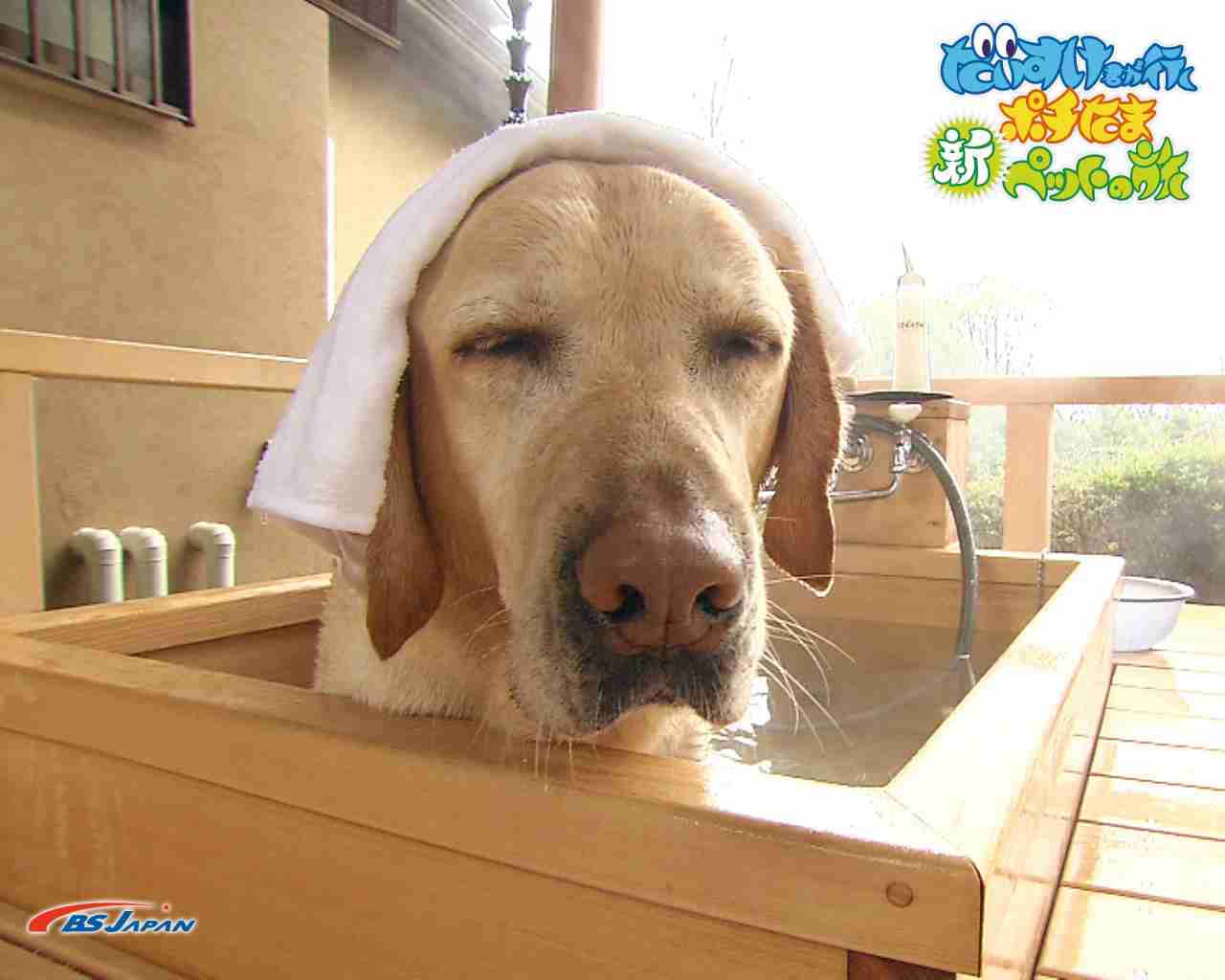 可愛い犬の画像下さい