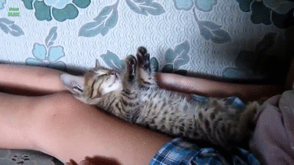 猫が膝から降りてくれない→猫のために作った足型ネコベッドが話題に