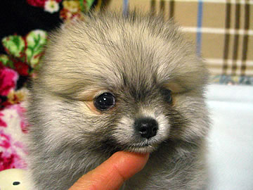 女受けするジャニーズ