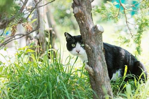 猫の糞の被害対策！