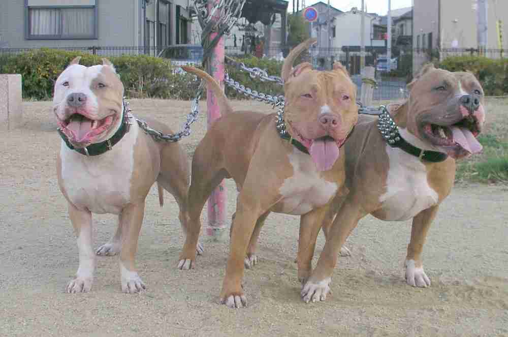 人襲った大型犬に拳銃１３発射殺　千葉県警「使用は適正」
